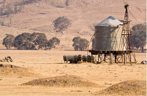 Sheep near tank and trough.png