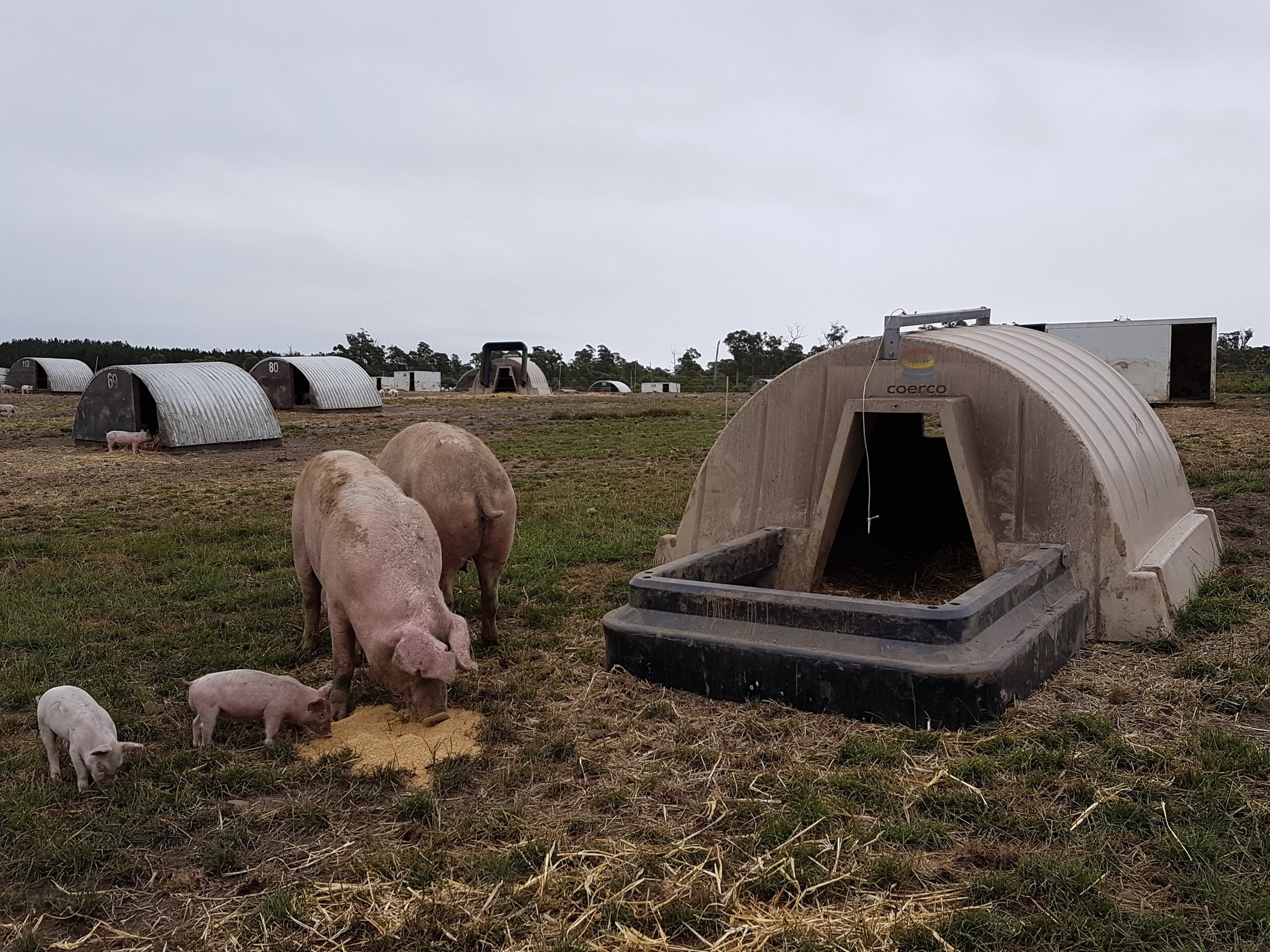 Reasons Why We Love Farrowing Huts (And You Should Too!)
